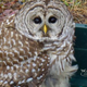 Illustration for article titled Luckiest owl ever survives head-on collision with pickup truck